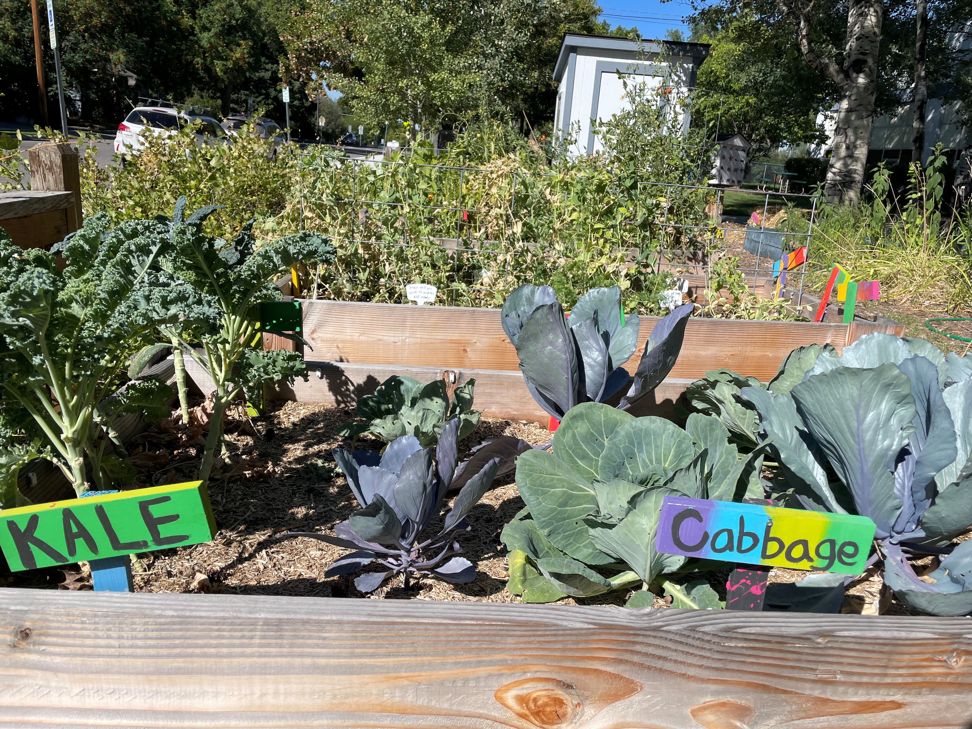 Iving Garden – School Garden Boxes at end of August 